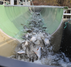 Monitoring at the weir Geesthacht